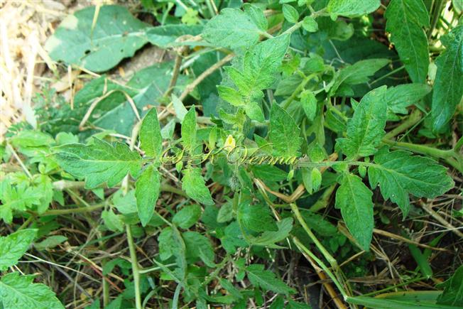  Flowering shoot